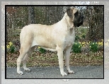 ��te, Mastif angielski, Mastiff, kwiatki